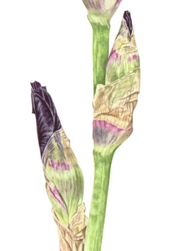 Iris germanica Deep Black - Image 3