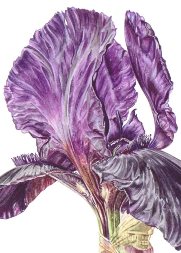 Iris germanica Deep Black - Image 4
