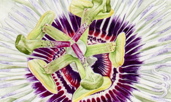 Passion Flower - Image 2