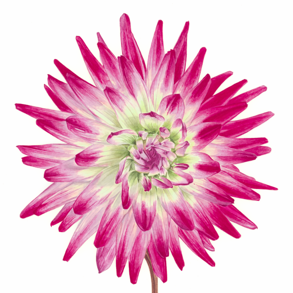 Dahlia - Hayley Jane