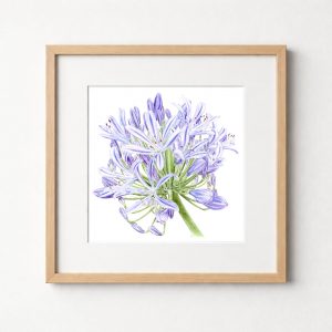 Agapanthus