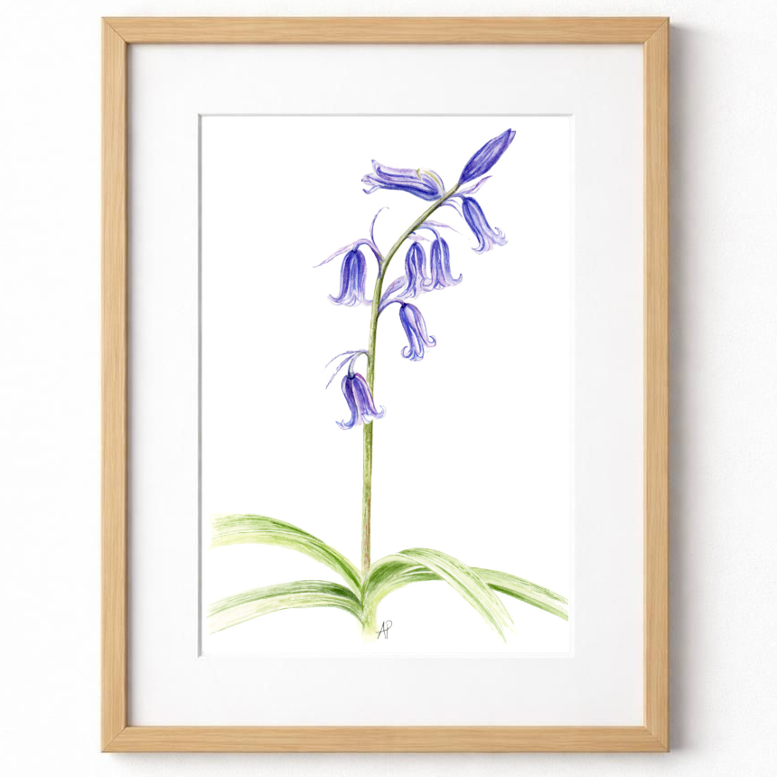 Bluebells print