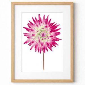 Dahlia - Hayley Jane