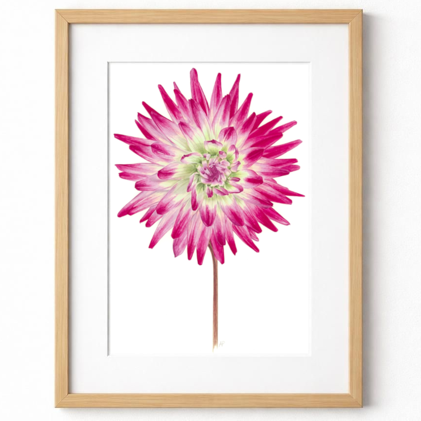 Dahlia Fine Art Print