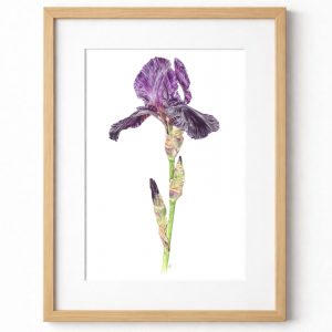 Iris germanica Deep Black