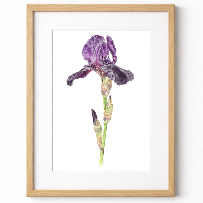 Iris Fine Art Print