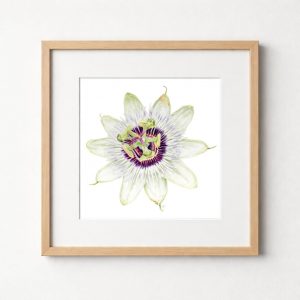 Passion Flower