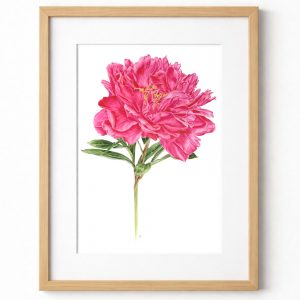 Peony Red Sarah Bernhardt