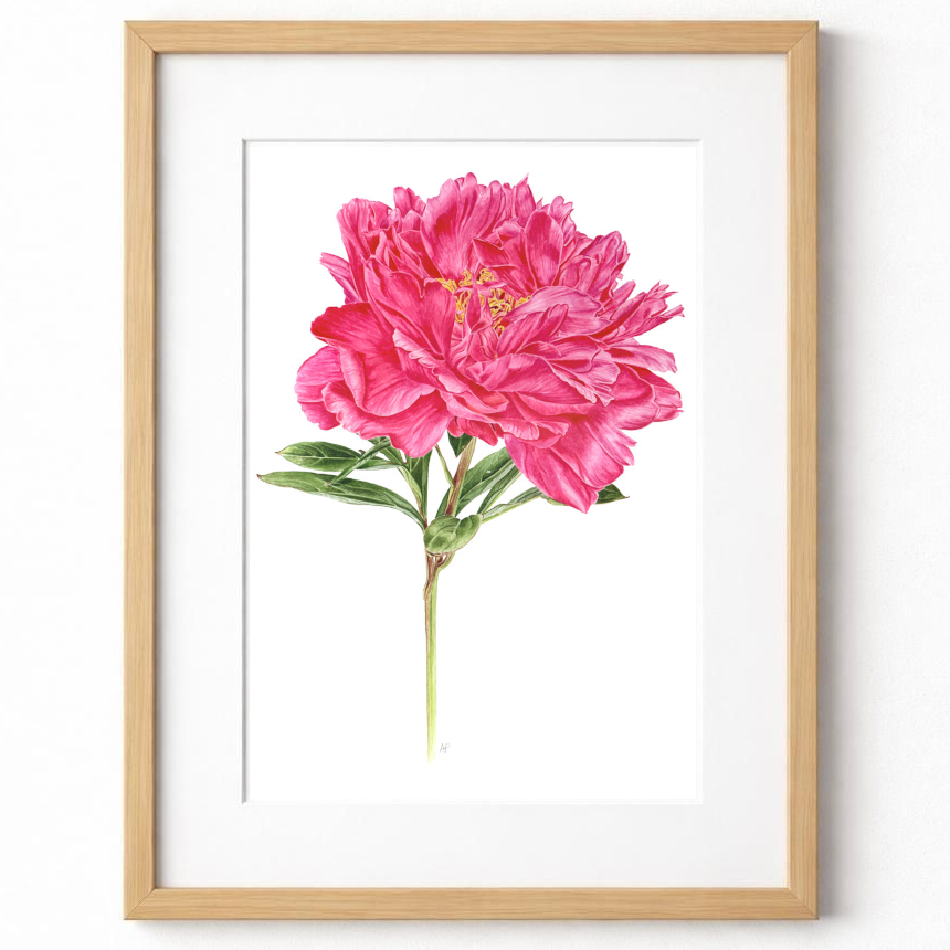Peony Fine Art Print