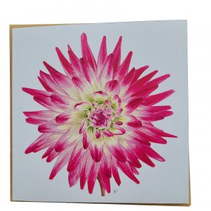 Dahlia Greetings Card