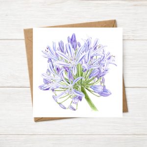 Agapanthus Greetings Card