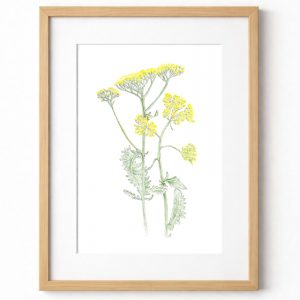 Fine Art Giclée lee Print of an original watercolour painting of Achillea
