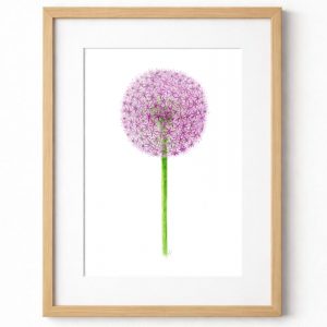 Fine Art Giclée Print of an original watercolour painting of an Allium