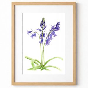 Fine Art Giclée Print of an original watercolour painting of Bluebells