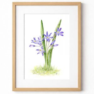 Fine Art Giclée Print of an original watercolour painting of Chionodoxa
