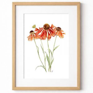 Fine Art Giclée Print of an original watercolour painting of Helenium