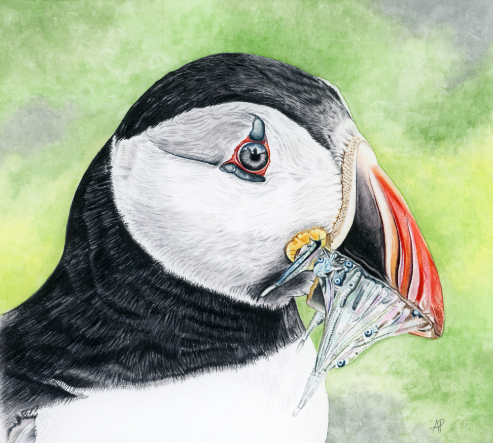 Puffin with Sand Eels Fine Art Print